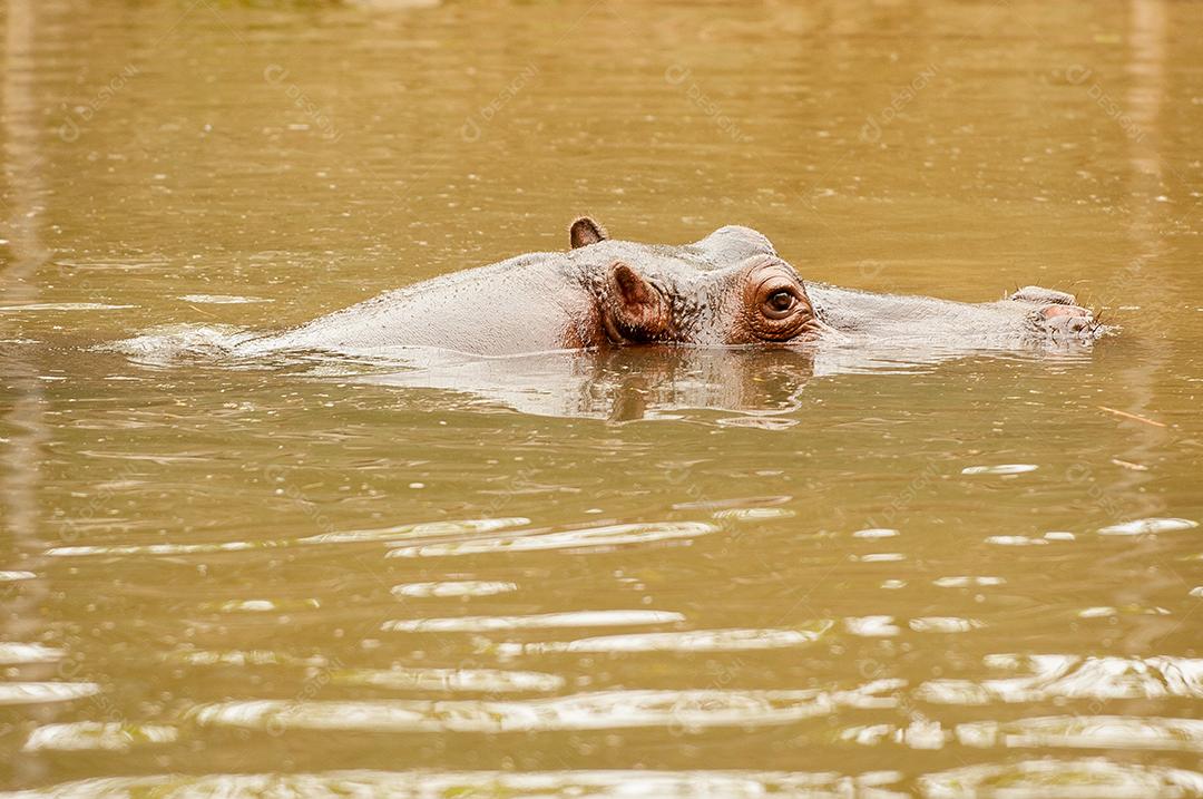 Animal Hipopótamo nadando em um lago zoologico