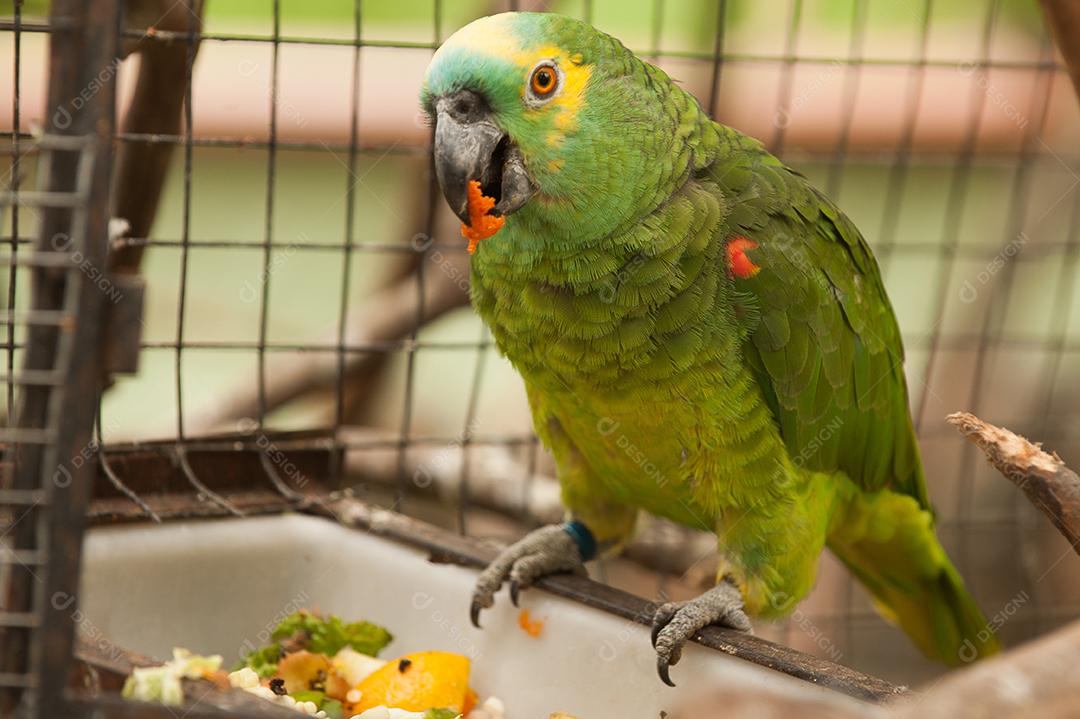 Papagaio aves passaros preso em uma gaiola