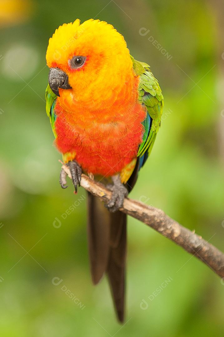 Conure aves passaros sobre fundo desfocado