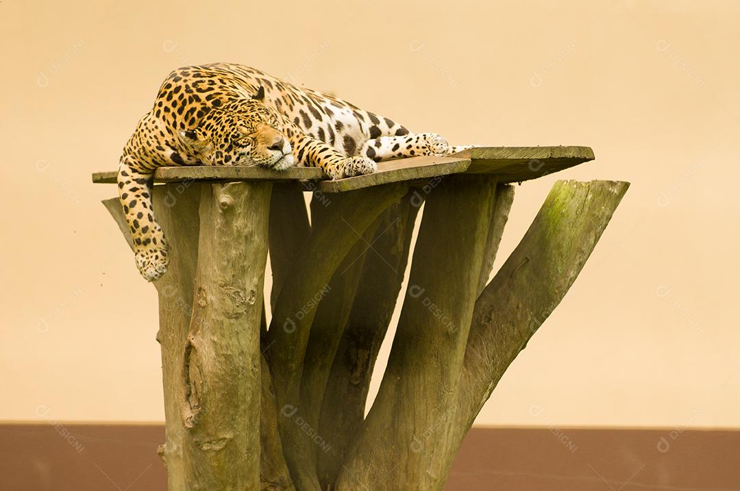 Animal feroz onça pintada zoologico