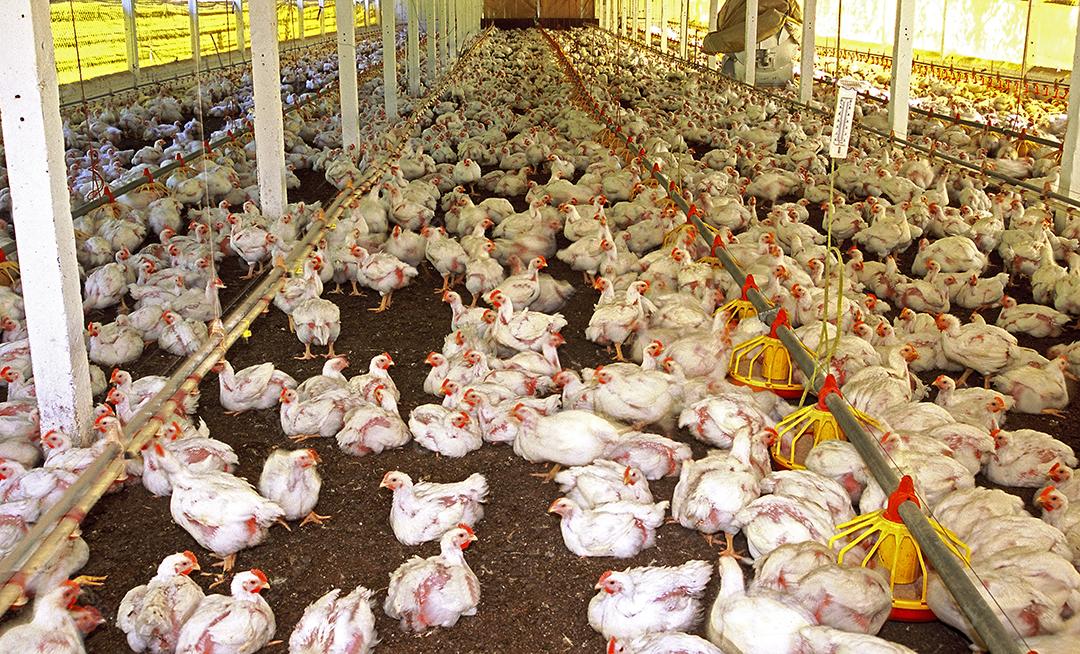 Galinha galinheiro galpao animais fazenda criaçao