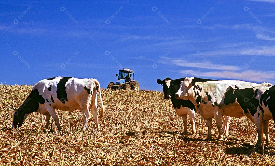 Vaca animal bovino trator fazenda céu azul