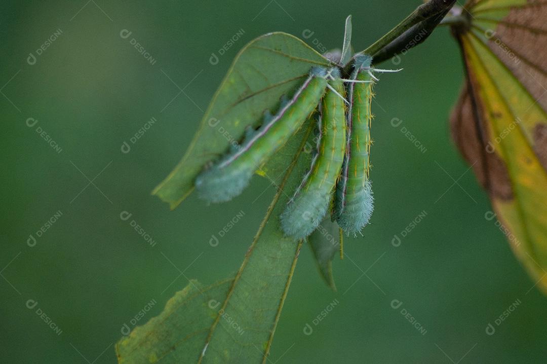 Lagarta Venenosa verde azulada em folha. Patologia das plantas.