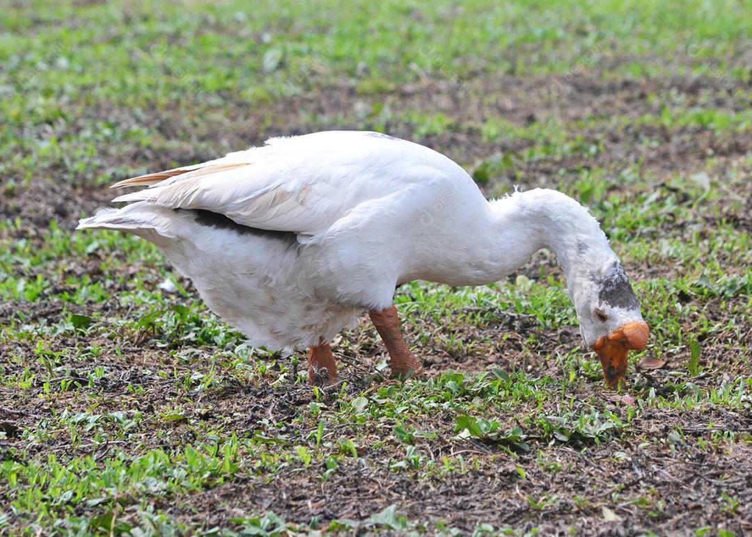 Pato branco com preto comendo no chão. Pato velho