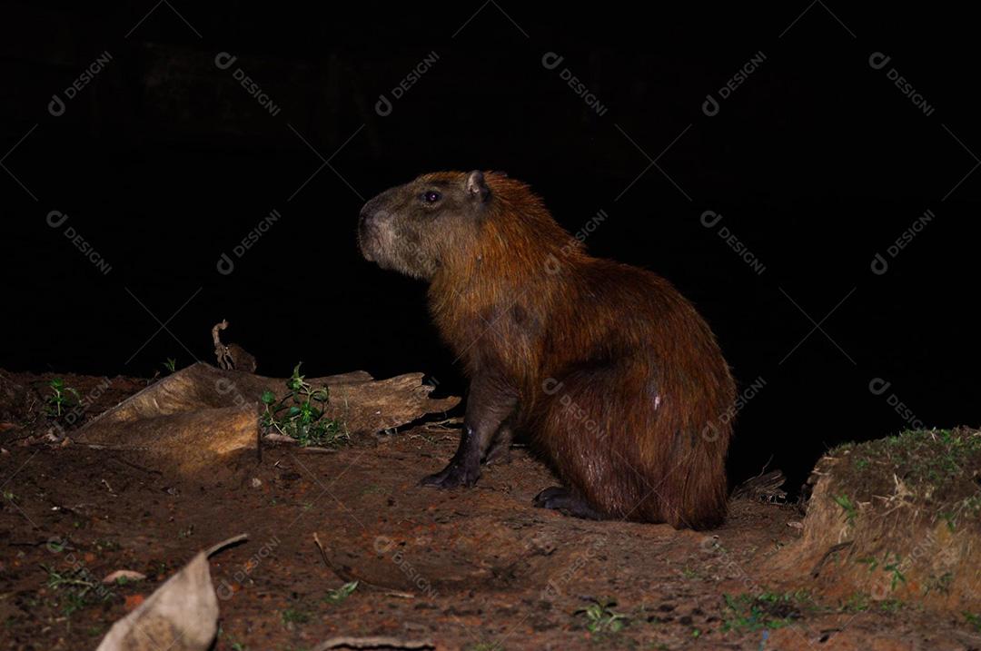Capivara em solo sentada observando e sendo observada. Noite de caça.