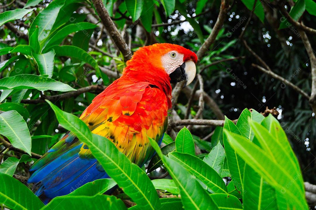 A araracanga é uma ave psittaciforme da família Psittacidae. Conhecida também como arara-vermelha, arara-vermelha-pequena, arara-macau e arara-boliviana