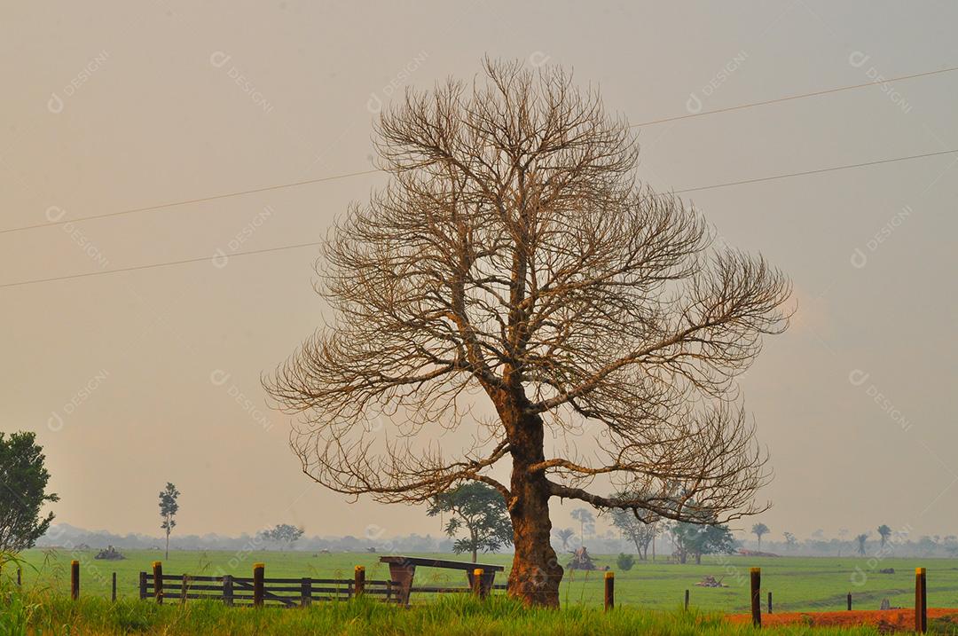 Fazenda com clima agradável, com arvores altas em campo esverdeado.