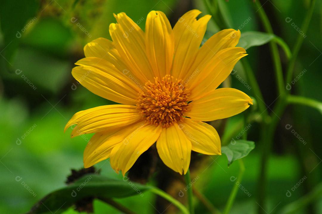 Flor margarida ou girassol-mexicano.