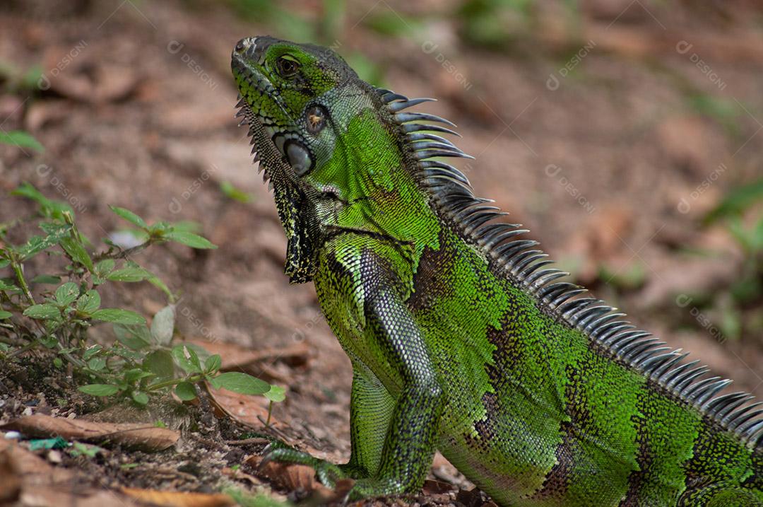 Iguana verde, iguana comun, iguana sinimbu, camaleão ou lagarto.
