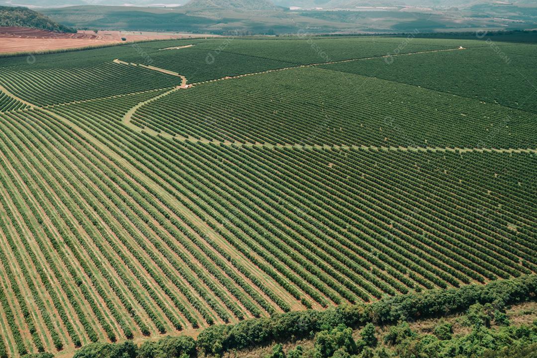 Vista aérea de uma fazenda de café. Plantação de café. Cultivo de café