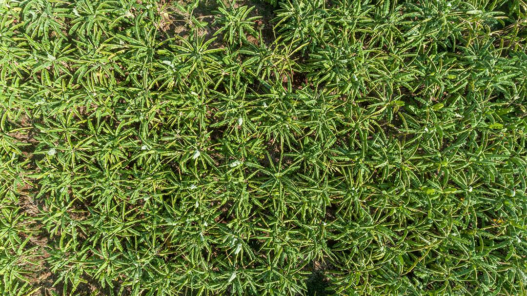 Aerial view of bananas in the plantation. Beautiful drone view of banana plantations in Brazil.