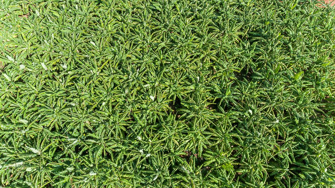 Vista aérea das bananas na plantação. Bela vista de drone das plantações de banana no Brasil.