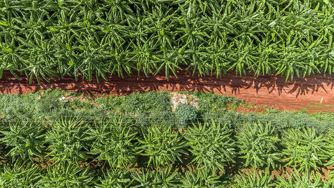 Vista aérea das bananas na plantação. Bela vista de drone das plantações de banana no Brasil.