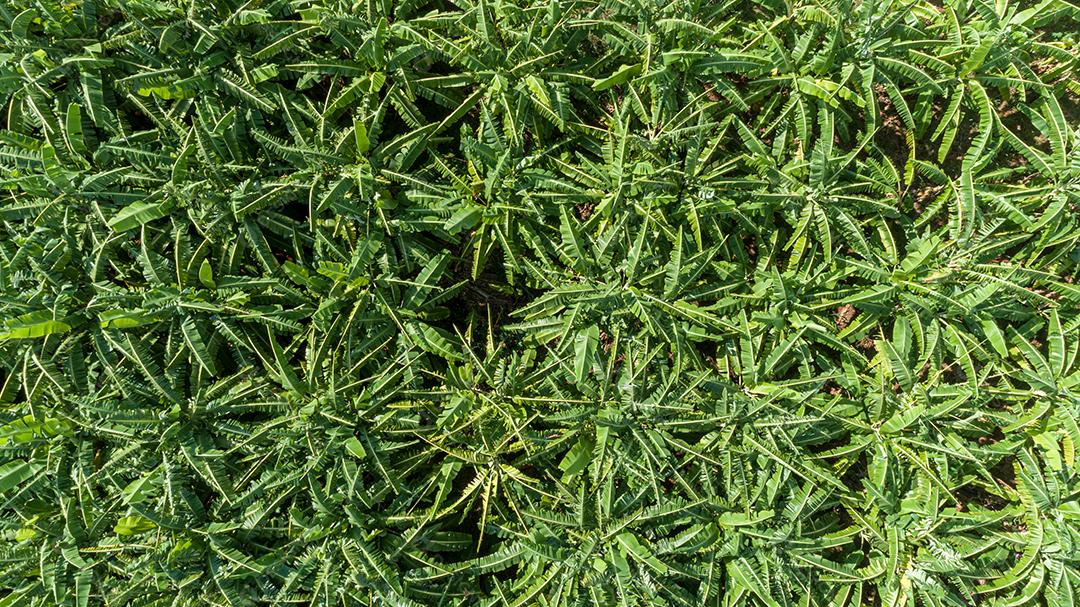 Vista aérea das bananas na plantação. Bela vista de drone das plantações de banana no Brasil.