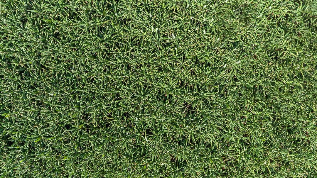 Vista aérea das bananas na plantação. Bela vista de drone das plantações de banana no Brasil.