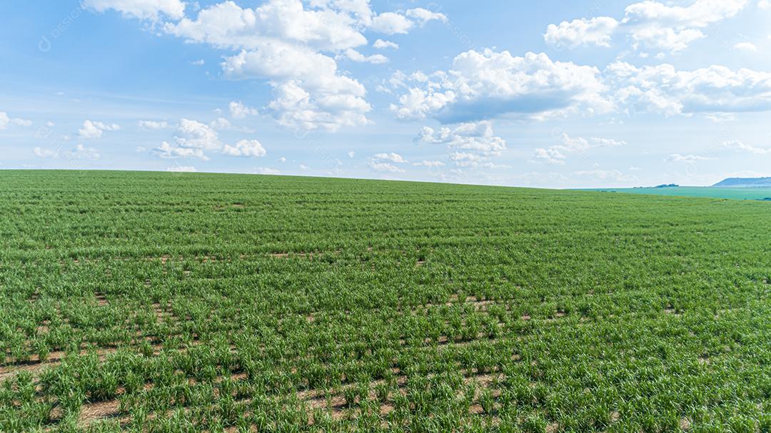 Antena de plantação de cana-de-açúcar. Vista superior aérea de campos agrícolas. Fazenda de cana-de-açúcar