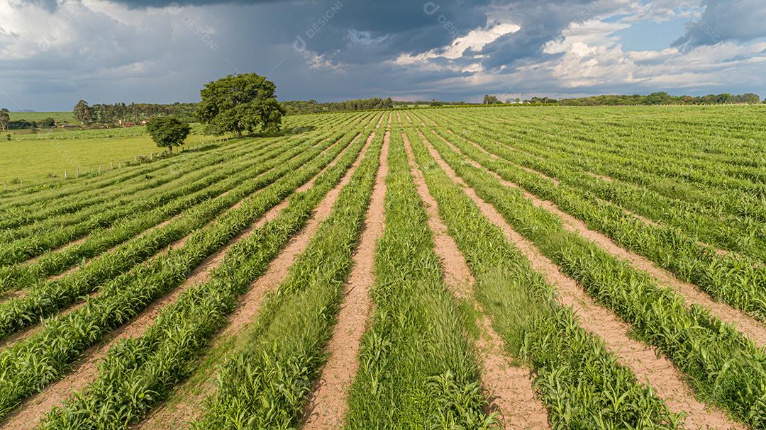 Antena de plantação de cana-de-açúcar. Vista superior aérea de campos agrícolas. Fazenda de cana-de-açúcar
