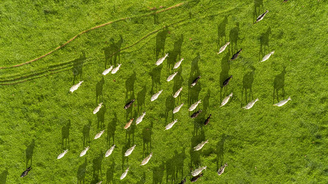 Vista superior do rebanho nelore cattel em pastagem verde no Brasil.