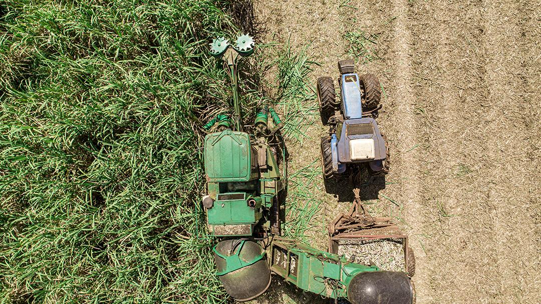 Colheita de cana-de-açúcar em dia ensolarado no Brasil. Vista aérea.