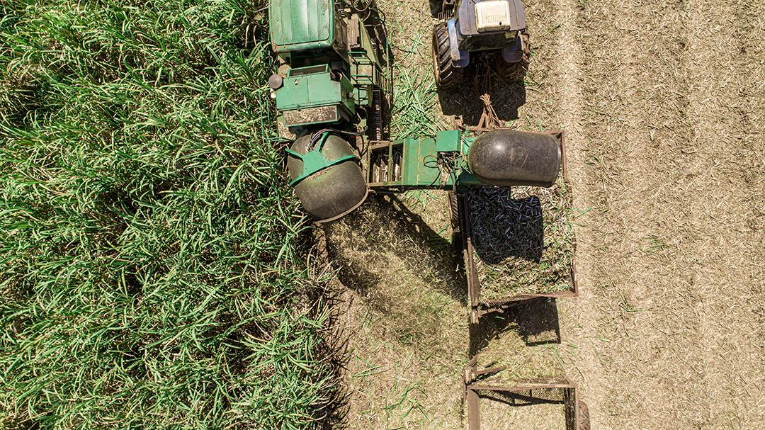 Colheita de cana-de-açúcar em dia ensolarado no Brasil. Vista aérea.