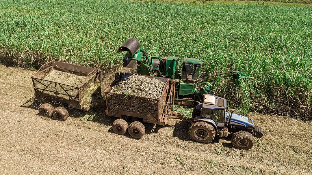 Colheita de cana-de-açúcar em dia ensolarado no Brasil. Vista aérea.