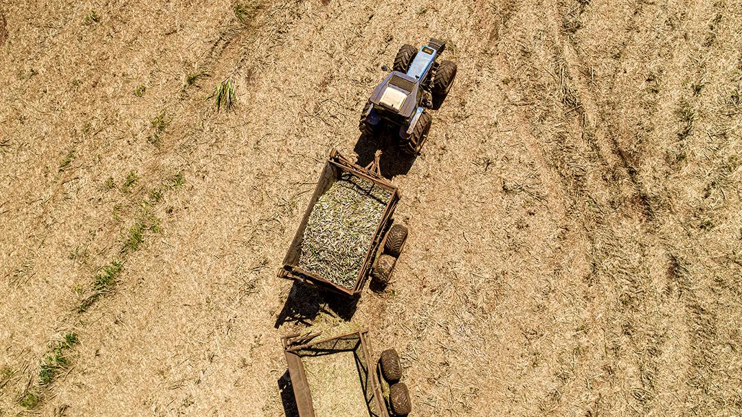 Colheita de cana-de-açúcar em dia ensolarado no Brasil. Vista aérea.