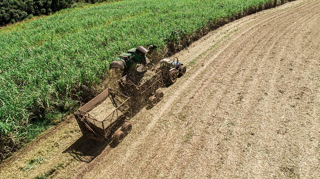 Colheita de cana-de-açúcar em dia ensolarado no Brasil. Vista aérea.