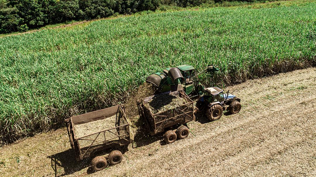 Colheita de cana-de-açúcar em dia ensolarado no Brasil. Vista aérea.