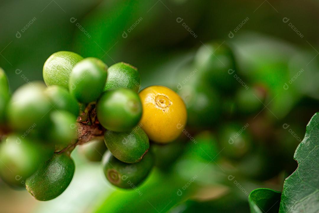 Cerejas de café. Grãos de café na árvore de café, galho de uma árvore de café com frutos maduros com orvalho