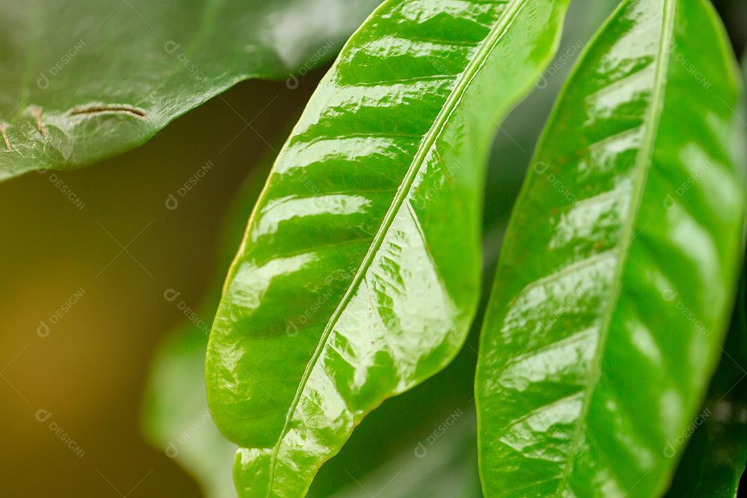 Folhas verdes. Planta de café arábica. Imagem de conceito.