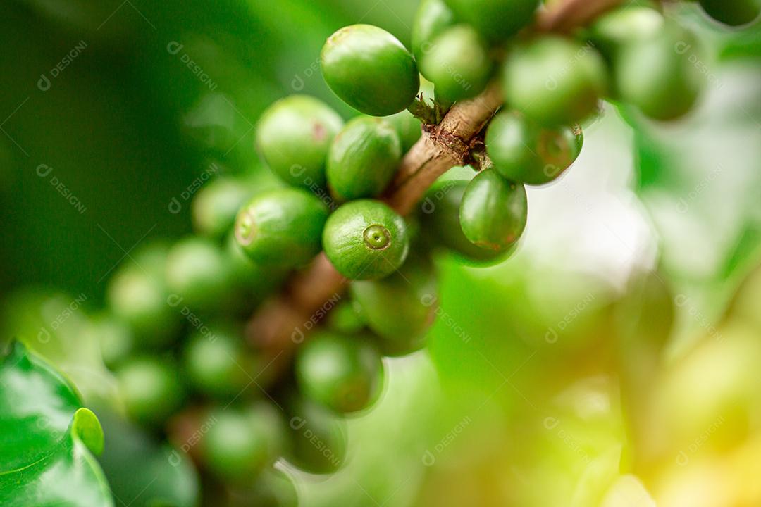 Cerejas de café. Grãos de café na árvore de café, galho de uma árvore de café com frutos