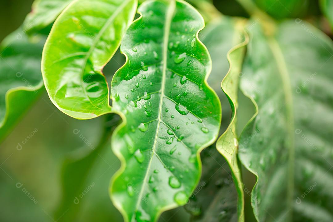 Folhas Verdes.Planta de Arábica de Café isolada em preto