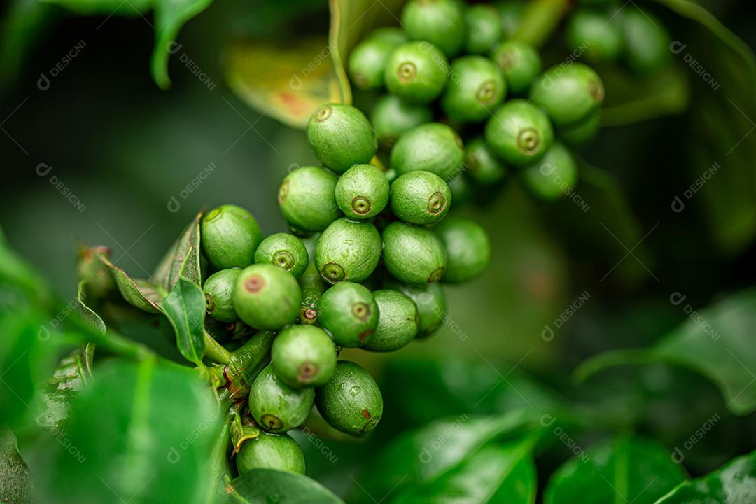Cerejas de café. Grãos de café em cafeiculída, ramo de um café