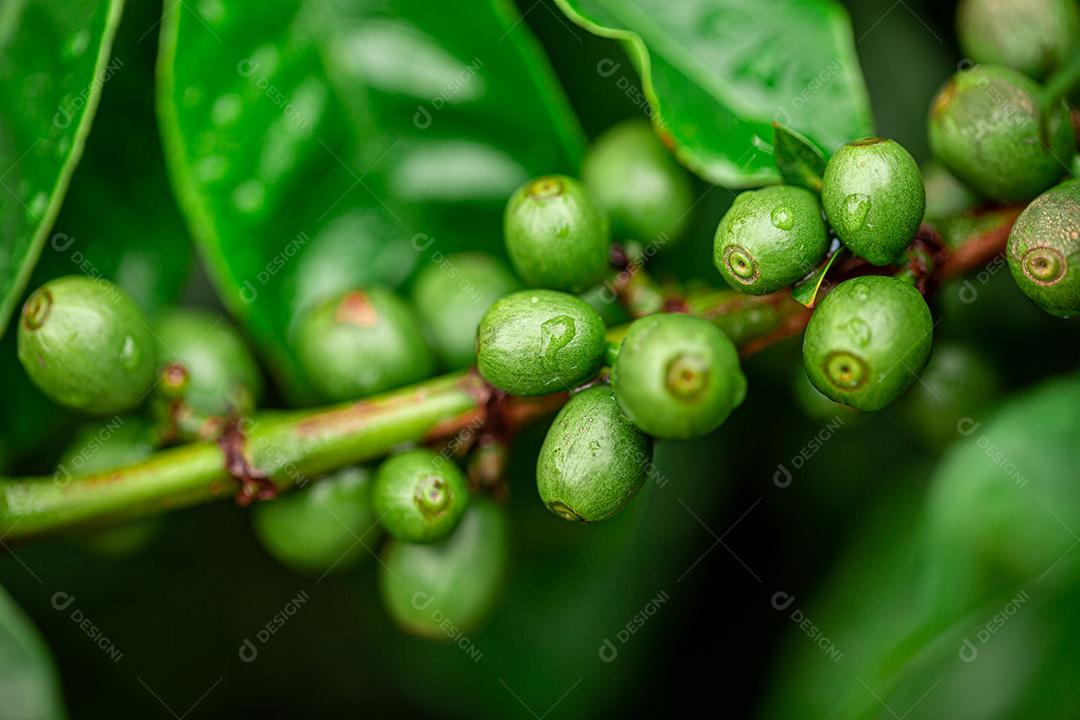 Cerejas de café. Grãos de café em cafeiculída, ramo de um café