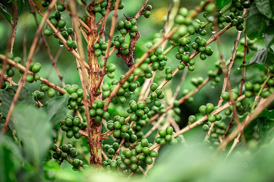 Cerejas de café. Grãos de café na árvore de café, galho de uma árvore de café com frutos