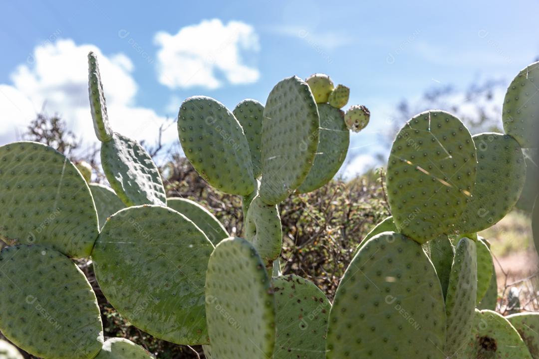 Figueira da india verde floresta dia ensolarado céu nublado