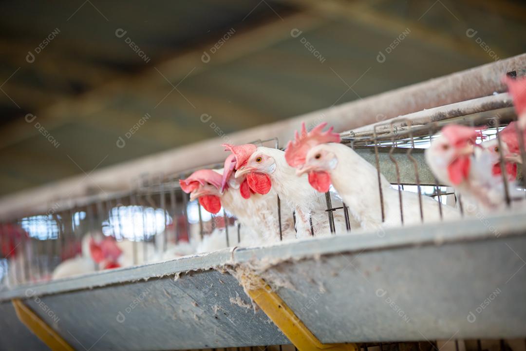 Fazenda de galinha de ovos. Fazenda de aves para criação de galinhas. Produção de ovos caipiras
