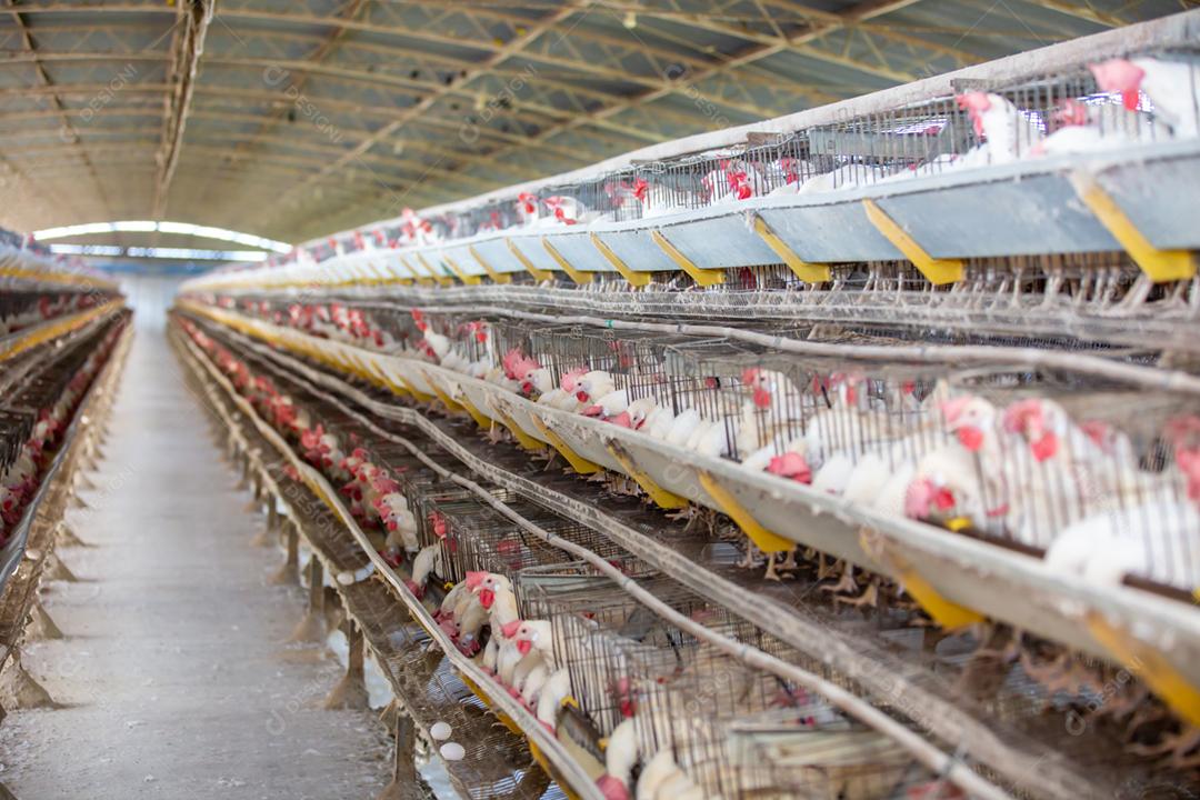 Fazenda de galinha de ovos. Fazenda de aves para criação de galinhas. Produção de ovos caipiras