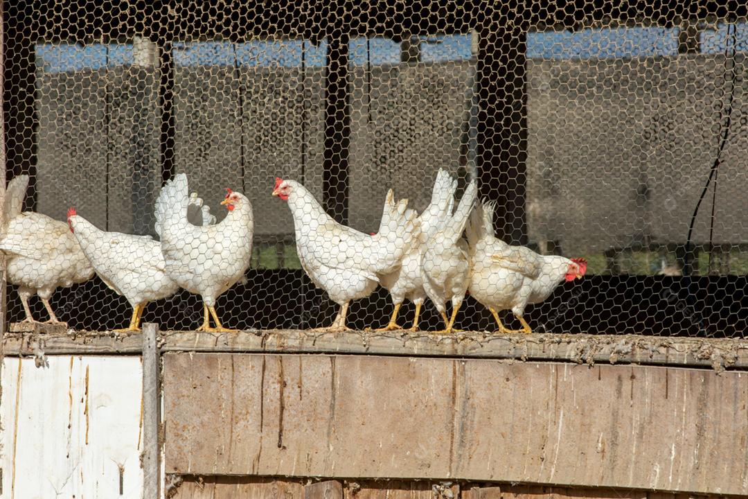 Fazenda de galinha de ovos. Fazenda de aves para criação de galinhas. Produção de ovos caipiras