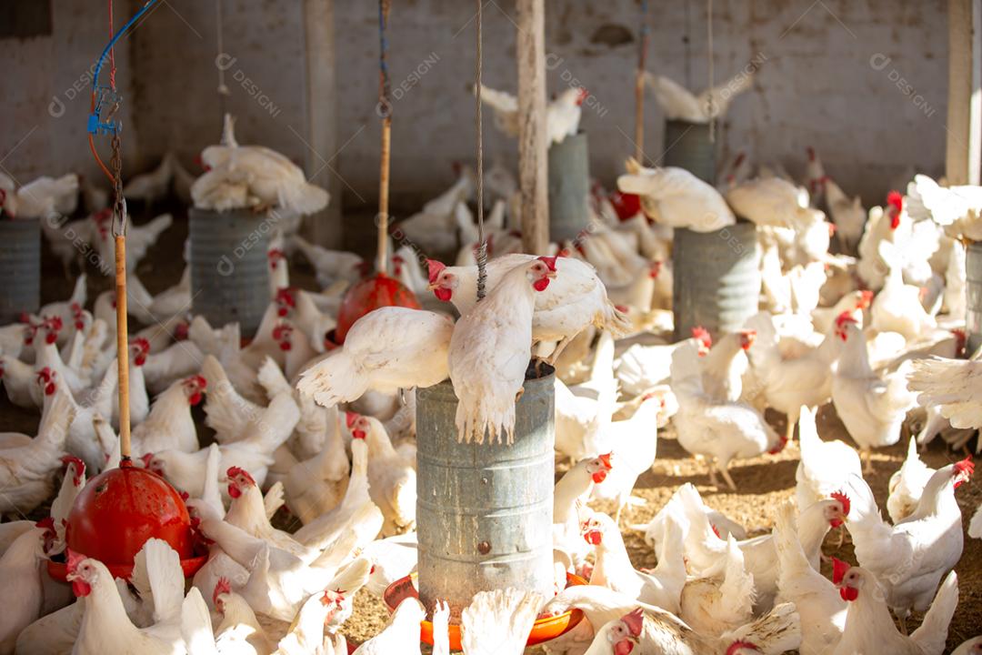 Fazenda de galinha de ovos. Fazenda de aves para criação de galinhas. Produção de ovos caipiras