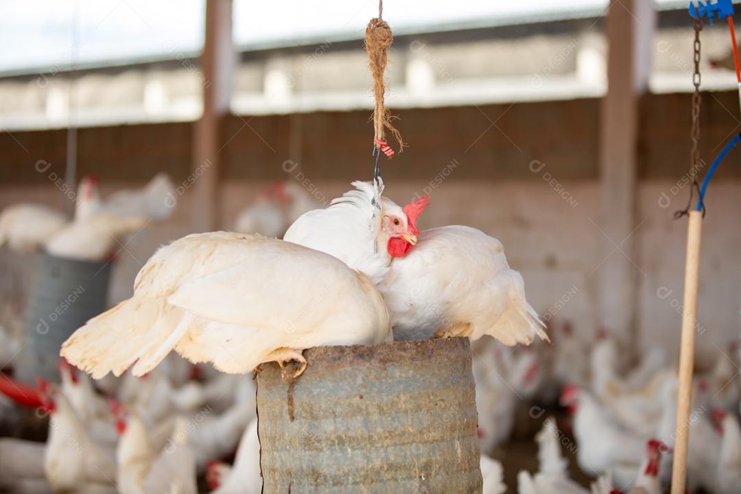 Fazenda de galinha de ovos. Fazenda de aves para criação de galinhas. Produção de ovos caipiras