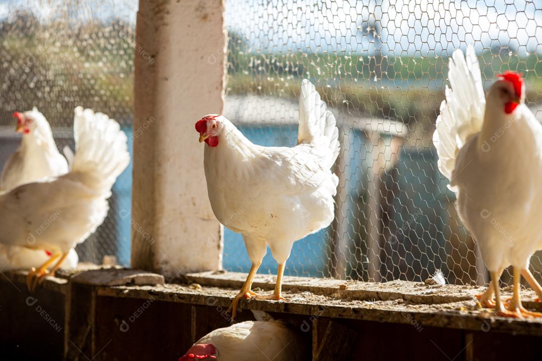 Fazenda de galinha de ovos. Fazenda de aves para criação de galinhas. Produção de ovos caipiras