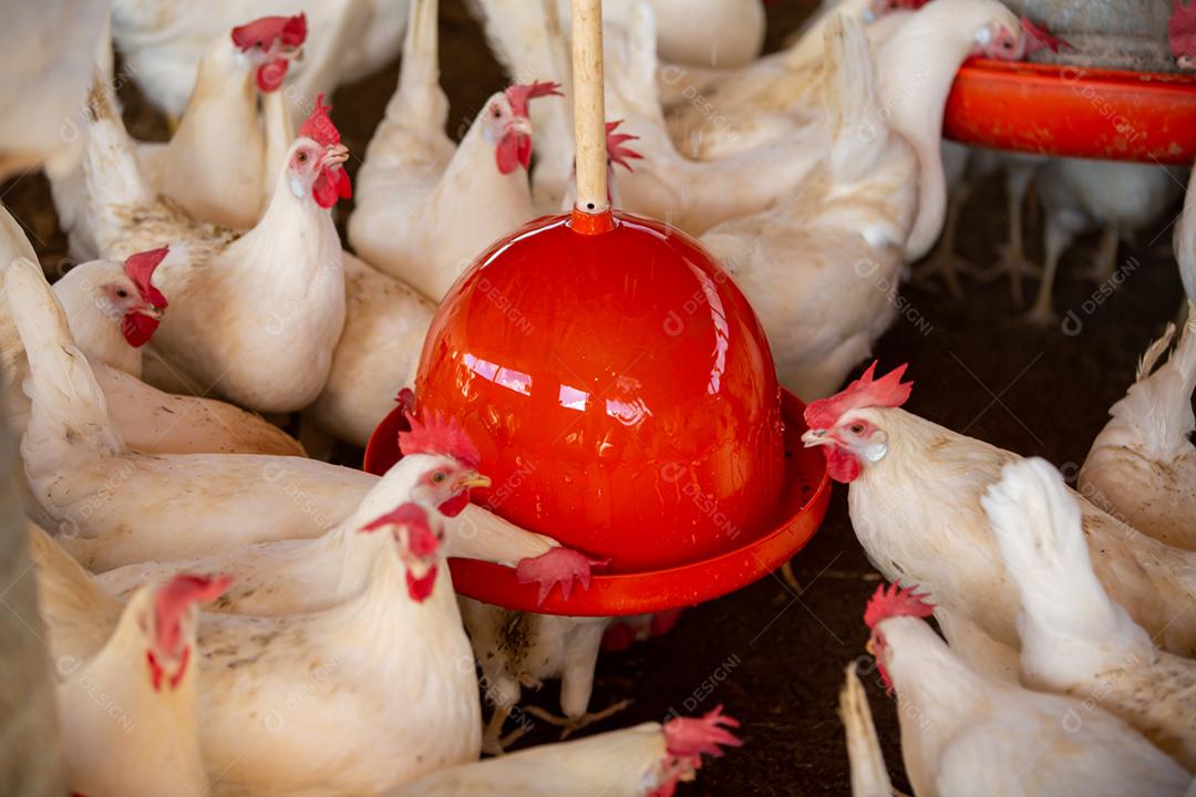 Fazenda de galinha de ovos. Fazenda de aves para criação de galinhas. Produção de ovos caipiras