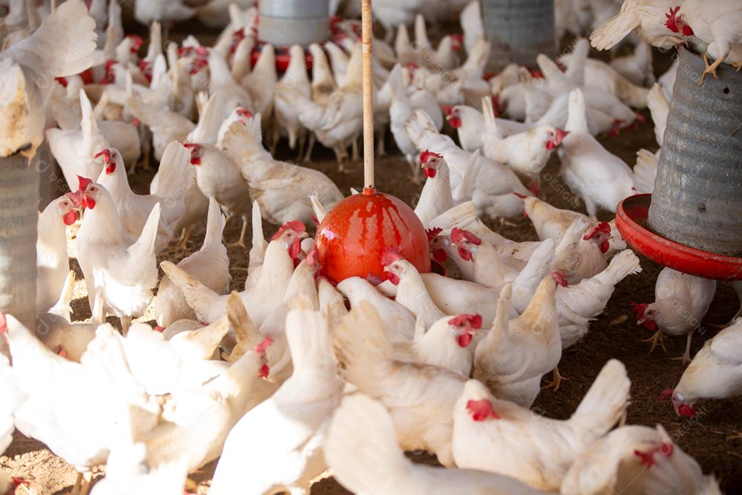 Animais galinha galinheiro galpão fazenda criação