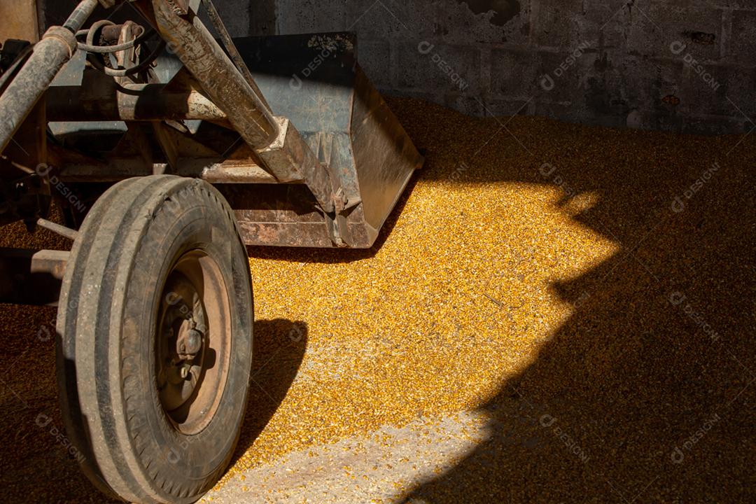 Concha emplemento agriculo milho