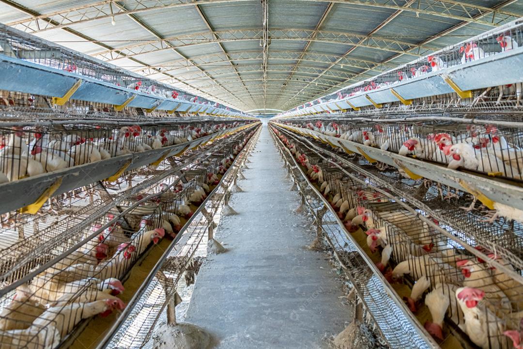 Animais galinha galinheiro galpão fazenda criação