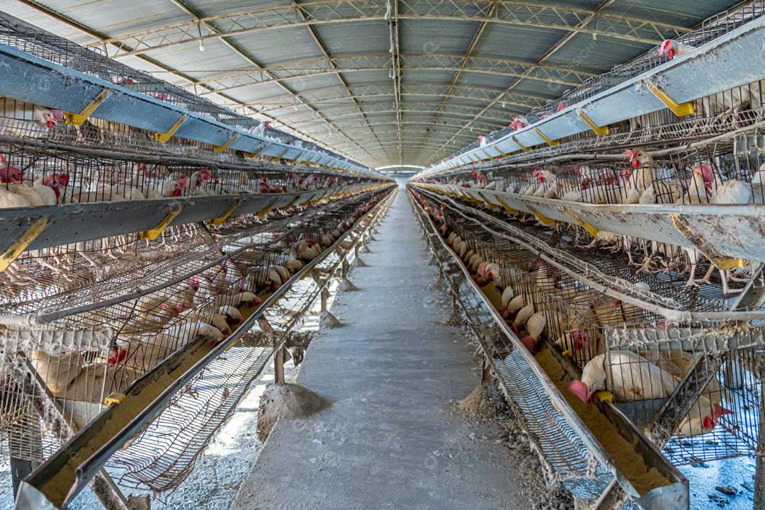 Animais galinha galinheiro galpão fazenda criação