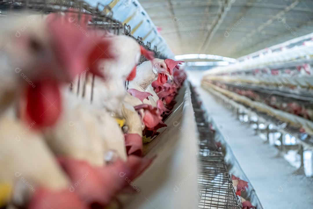 Animais galinha galinheiro galpão fazenda criação