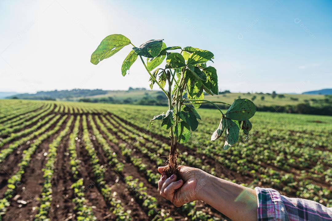 Plantação agropecuaria fazenda agronomia