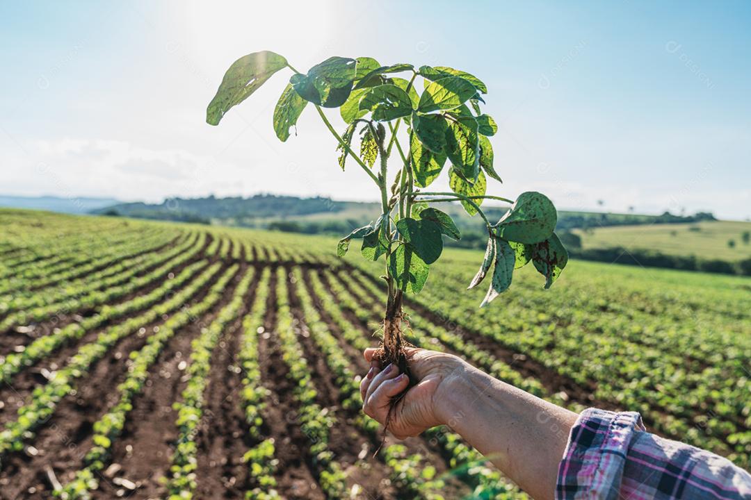 Plantação agropecuaria fazenda agronomia